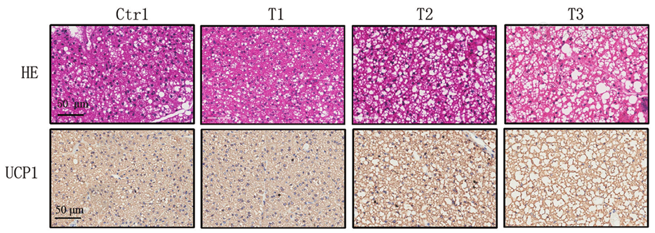 妊娠早期和晚期棕色脂肪组织代谢能力与基因表达变化