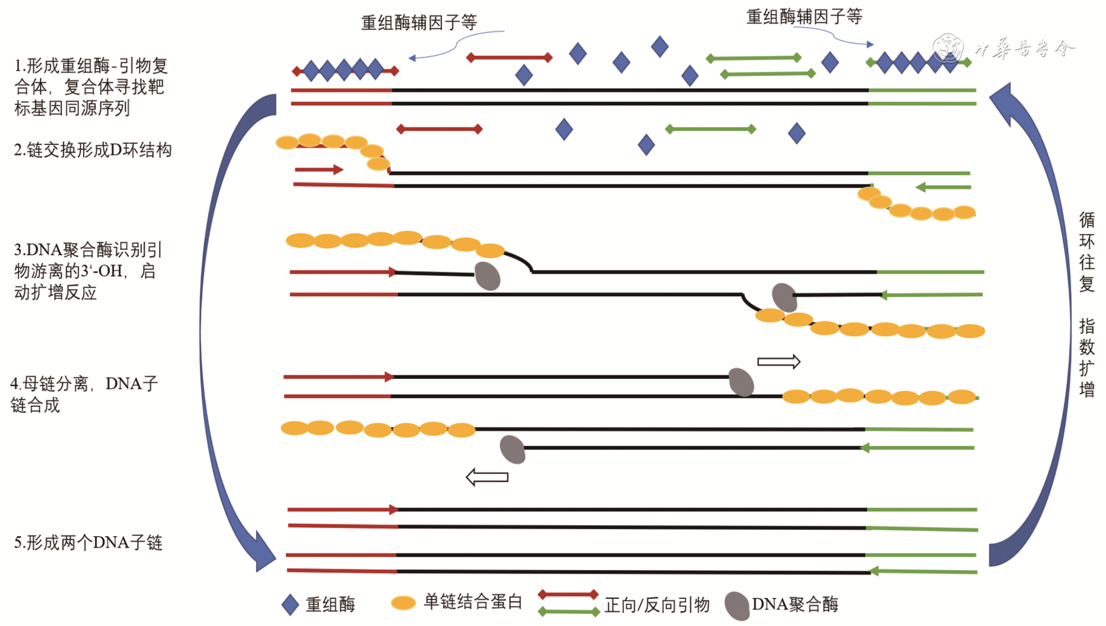 重组酶聚合酶扩增技术原理及其在医学检验中的应用进展