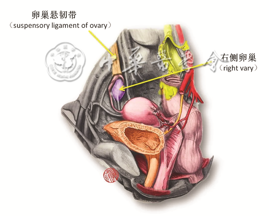 对“直肠侧韧带”的认识与思考