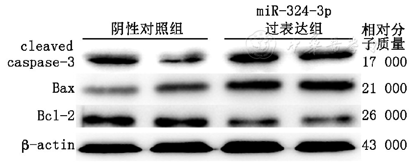 微RNA-324-3p对高糖条件下人肾小管上皮细胞凋亡的影响